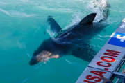 O passeio com os temidos animais marinhos foi feito em Mossel Bay, cidade portuária da África do Sul
