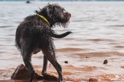 Dependendo do local onde vivem, alguns cães podem estar mais suscetíveis a picadas de parasitas, que podem causar alergias e doenças