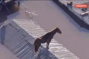 Animal estava visivelmente fraco, segundo equipes de resgate
