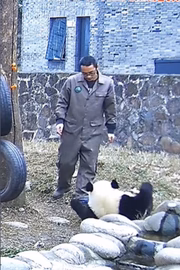 O animal conseguiu ser salvo pelo criador
