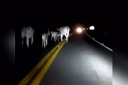 Acidente provocado por animais na pista foi registrado por vídeo