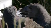om pernas vermelhas, bico grande e na mesma cor chamativa, as takahēs tem penas que variam de um azul escuro na cabeça, pescoço e peito até tons de turquesa iridescente e verde oliva nas asas e costas