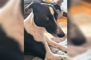 Luna é uma vira-lata filha de uma grayhound
