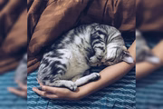 "Podemos dizer que afofar o colo do tutor para os gatinhos tem o mesmo significado do que fazer xixi para demarcar território para os cães"