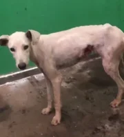 Imagens mostram cachorros mal-tratados nas dependências do Exército