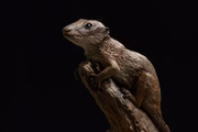 Animal se assemelha a um roedor
