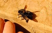 A abelha Melina está com a asa quebrada e recebe cuidados de Dan