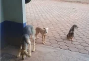 Imagens mostram cachorros mal-tratados nas dependências do Exército