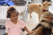Animais são da raça malamute do Alasca