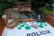 Aves em cativeiro foram soltas na natureza em Regente Feijó (SP)