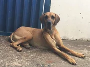 O dogue alemão Thor pesava 76 quilos quando estava com o seu tutor