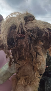 Mulher é multada por maus tratos a York e Shih tzu
