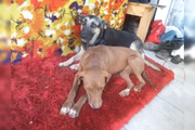 Dois dos cães, que precisam de maior atenção, estão na casa de uma amiga de Flávio