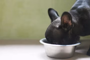 Ainda de acordo com a pesquisa, os cachorros que realizam várias refeições são mais propensos a ter doenças