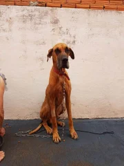O cachorro Thor foi resgatado após ficar seis meses longe de casa