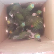 Aves silvestre são resgatadas de cativeiro em Teodoro Sampaio (SP)