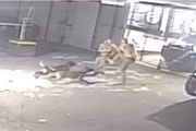 Cães se preparam para atacar