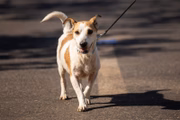 Em caixinhas devidamente catalogadas, os animais aguardaram ansiosos pela chegada de suas novas famílias.