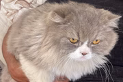 Gato Fredinho foi encontrado quatro dias após desaparecer
