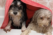 Os dois irmãos têm quase a mesma idade