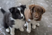 Filhote de Border Collie