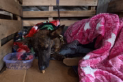 Cachorro em abrigo no RS