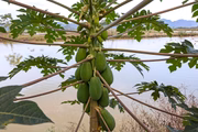 O folha de mamão tem ação antioxidante e anti-inflamatória