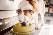 A ração precisa ser de qualidade para atender as necessidades nutricionais dos cães 