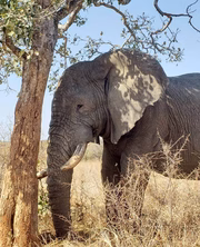 O parque é morada de milhares de espécies 