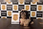 Cadela agredida por tutor em Vicente Pires