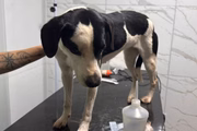 Agentes do Detran-DF acolhem cão atropelado por motorista bêbado e sem CNH na Véspera do Natal