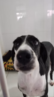 Anitta é mordida por cachorros ao tentar separar briga