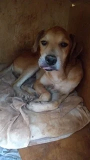Alguns chegaram na casa dela com um nível de imunidade muito baixo e já com sequelas permanentes. O cãozinho da foto, Ursinho, tem má formação no rosto e dificuldades para andar