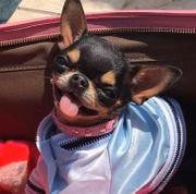 Diamond Baby - Pet desaparecido 