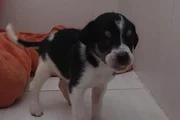 Outro filhote foi resgatado sem o devido desmame e colocado para adoção