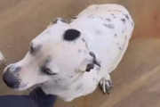 Pipoquinha foi o nome escolhido para um dos cães 
