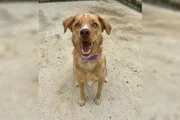 Vídeo mostra funcionário do pet shop procurando o animal