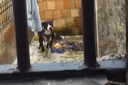 PCDF busca identificar o dono do animal 