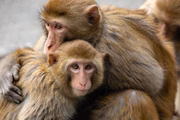 Segundo os especialistas, os macacos da espécie rhesus fazem mais sexo entre si do que com fêmeas