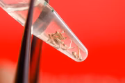 A pesquisa pode ajudar a identificar novas estratégias para bloquear a transmissão do Plasmodium 