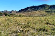 Vegetação nativa do Cerrado em território Kalunga