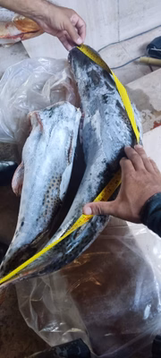 Peixes apreendidos em casa de pescador em Flórida Paulista (SP) sem declaração de estoque; pescados congelados foram doados a asilo