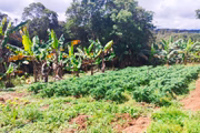 Alface, bananeiras e outras plantações no sítio da zona sul de SP