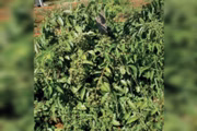Planta cresce de forma semelhante a uma samambaia, em estilo trepadeira