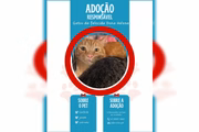 Gatos buscam novos lares no DF