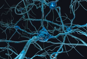 A serotonina é responsável por fazer a comunicação entre os neurônios