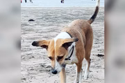 Reinaldo Junior está em hotel de Guarulhos e faz buscas pelo animal