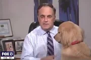 O golden retriever dele, Brody, invadiu a cena
