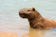 As capivaras são comuns em regiões do Lago Paranoá