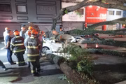 Taxi embaixo de árvore na Senador Queirós